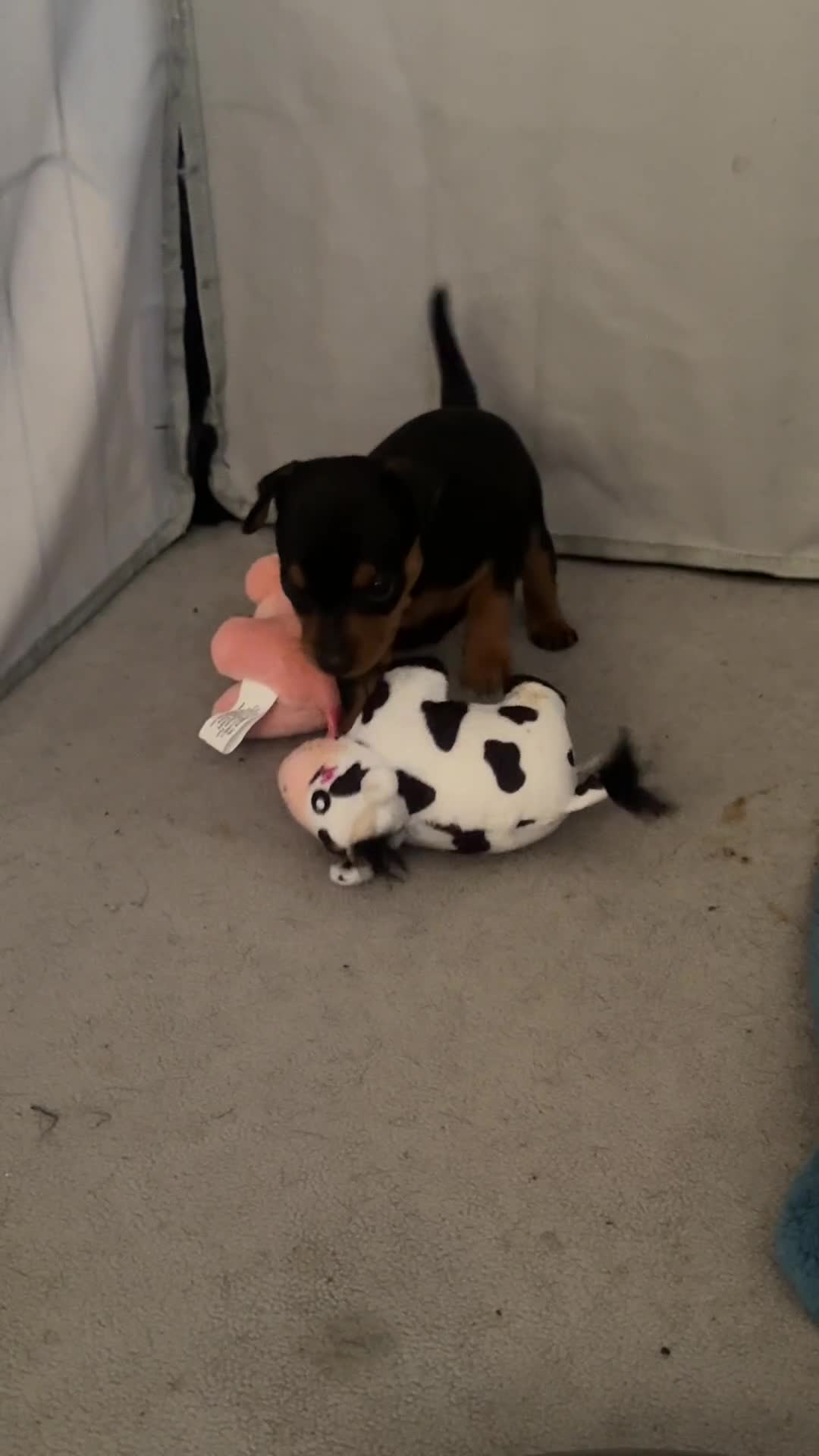 Miniature Pinscher dogs for sale: BEAUTIFUL MINIATURE PINSCHER PUPPIES in Newark - Video 1