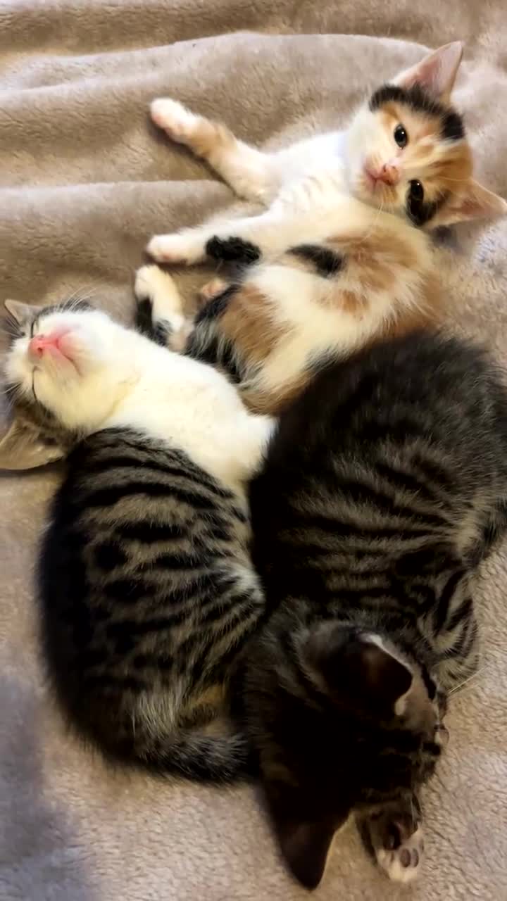 Mixed Breed cats for sale: 3 Adorable and loving Kittens - Video 2