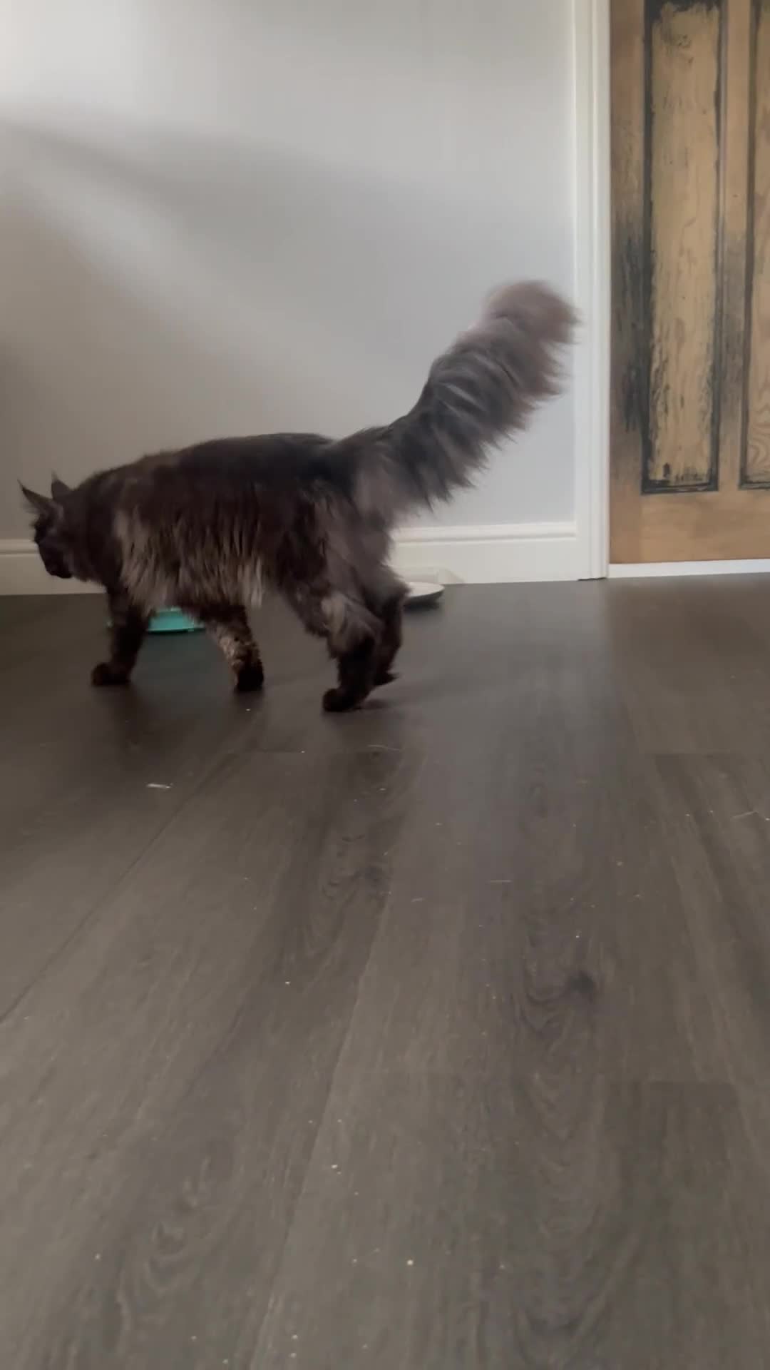 Maine Coon cats for sale: TICA Registered Black Smoke Maine Coon Female - Video 1