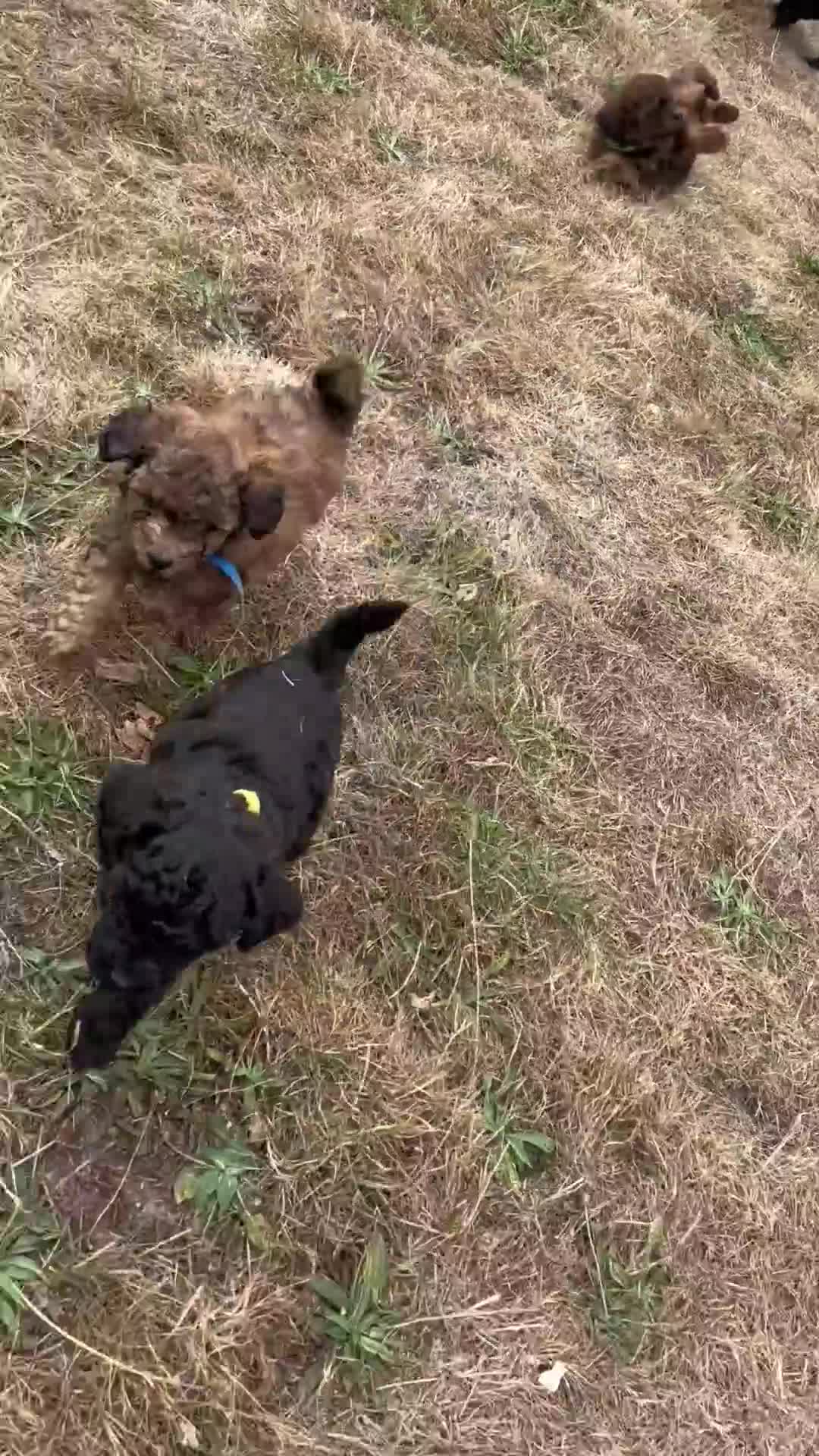 Cavapoo dogs for sale: Fully health tested Beautiful F1BB Cavapoo puppies - Video 1