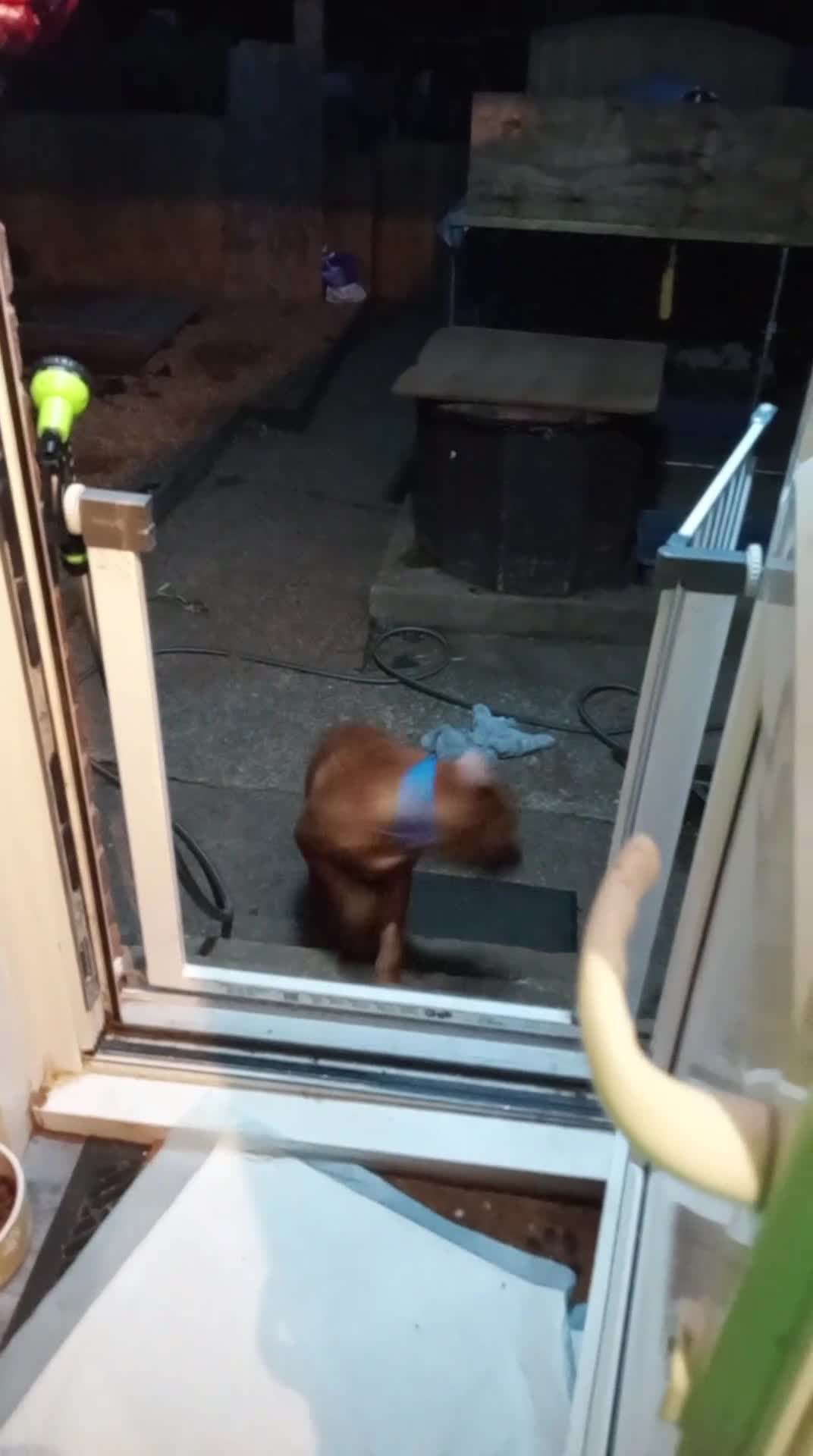 Rhodesian Ridgeback dogs for sale: Ridgeless Rhodesian Ridgeback Puppies For Sale - Video 1