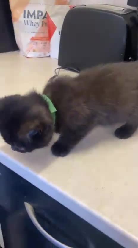British Shorthair cats for sale: Champion GCCF Black British Shorthair Kittens - Video 5