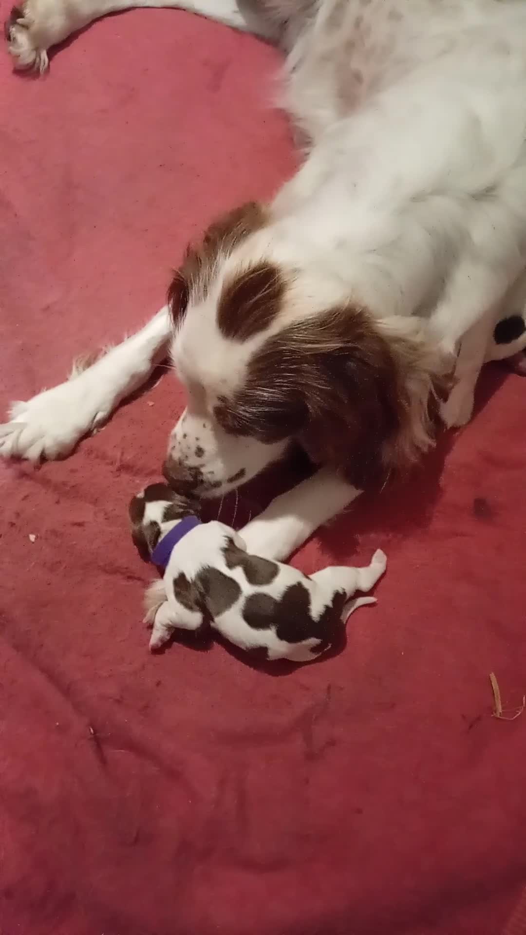 English Springer Spaniel dogs for sale: KC Reg English Springer Spaniels - 2 girls left - Video 2