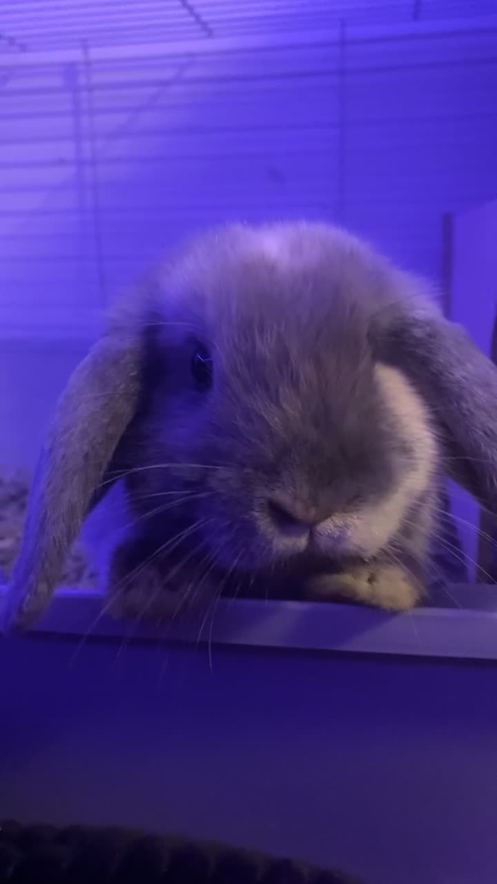 Mini Lop rabbits for sale: 2 Lop bunnies for sale  in Birmingham - Video 1