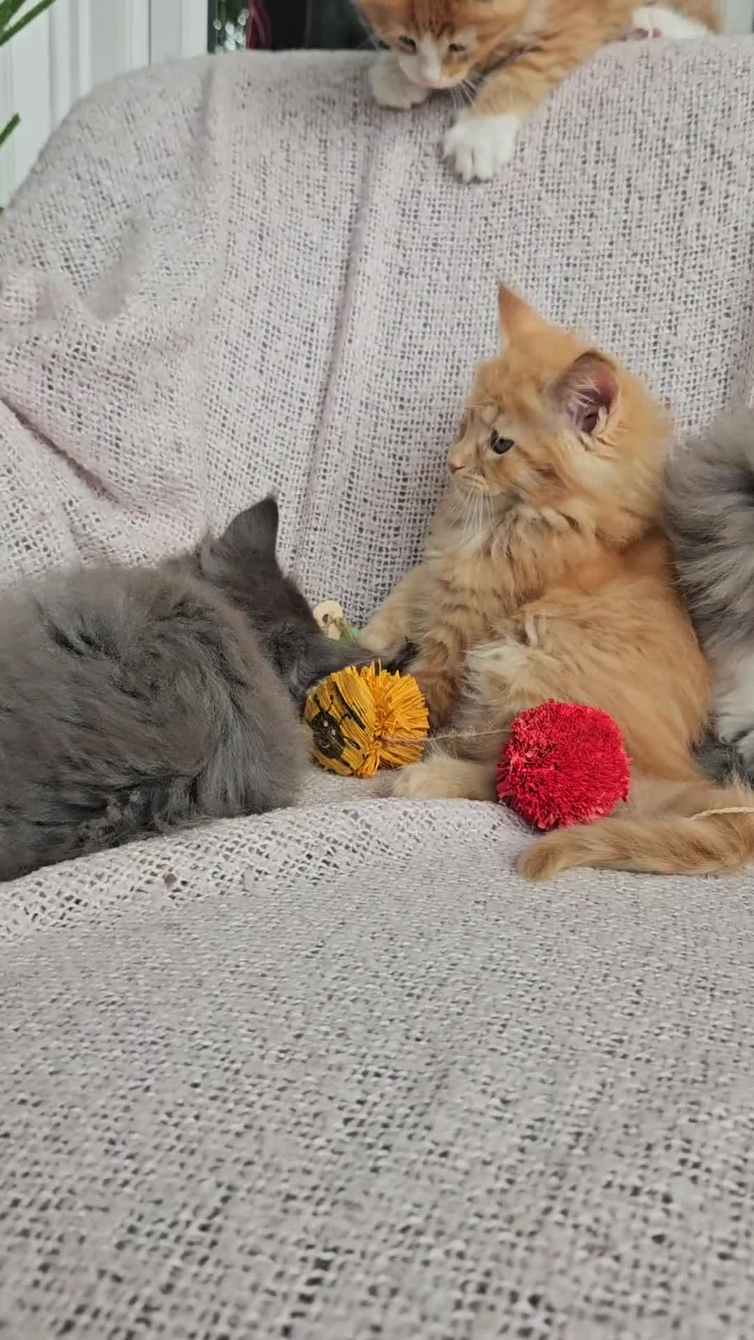 Maine Coon cats for sale: Maine Coon kittens available Chunky and confident - Video 1