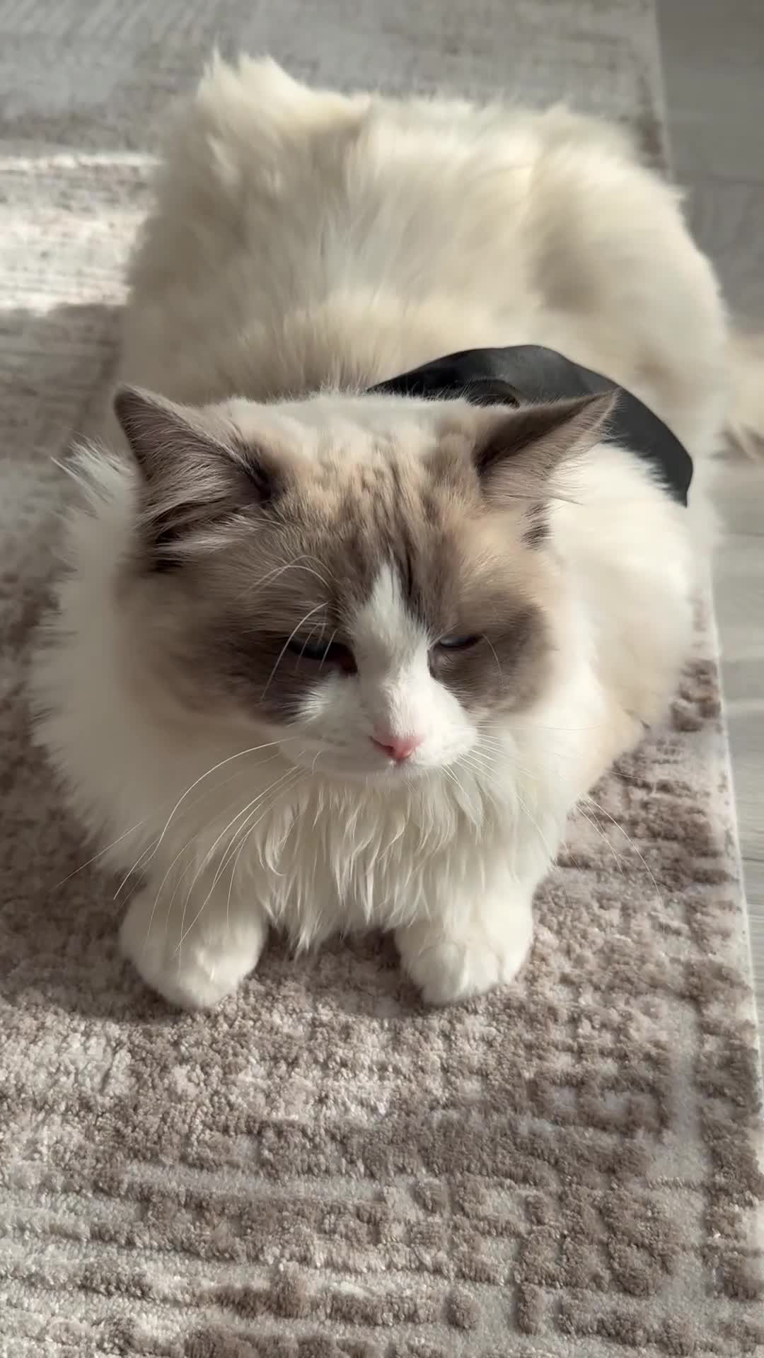 Ragdoll cats for sale: Rehome beautiful Ragdoll in Poole - Video 1