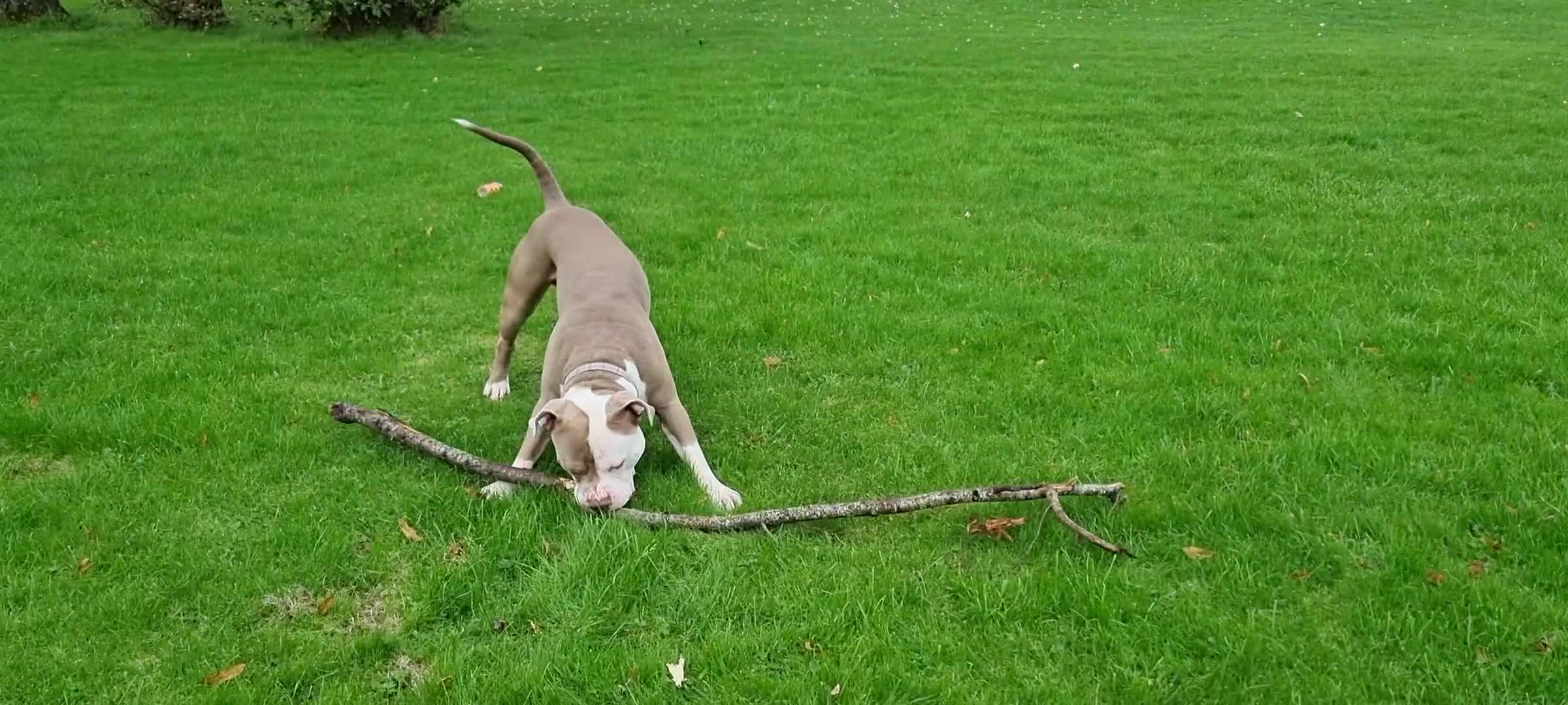American Bulldog dogs for stud: 2 year old American Bulldog - Video 1