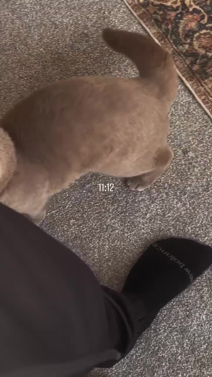 Scottish Fold cats for sale: Jayjay in Bristol - Video 1