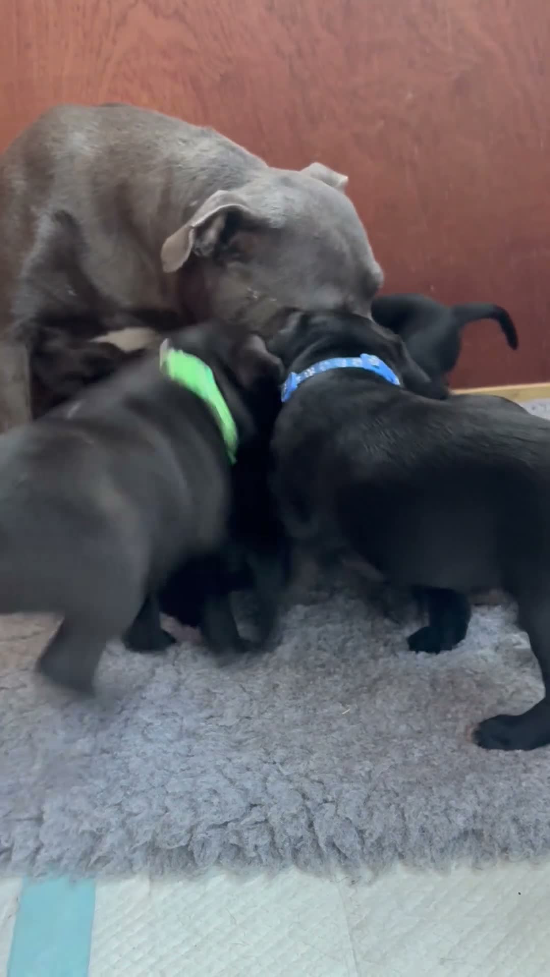 Staffordshire Bull Terrier dogs for sale: True to type kc registered Staffies  in Crawley - Video 4