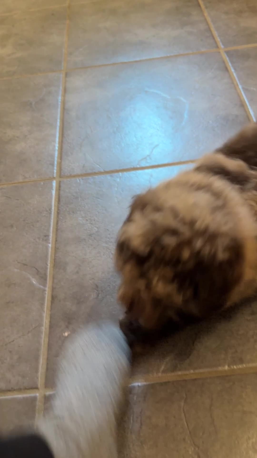 Cockapoo dogs for sale: Ready nowz stunning merle toy cockapoo pups  - Video 1