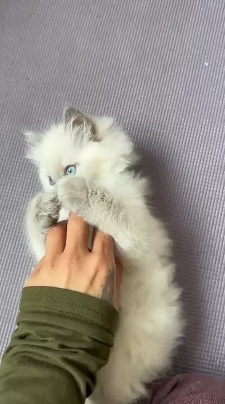Ragdoll cats for sale: 🤍 Exceptional TICA Registered Ragdoll Girls - Video 3