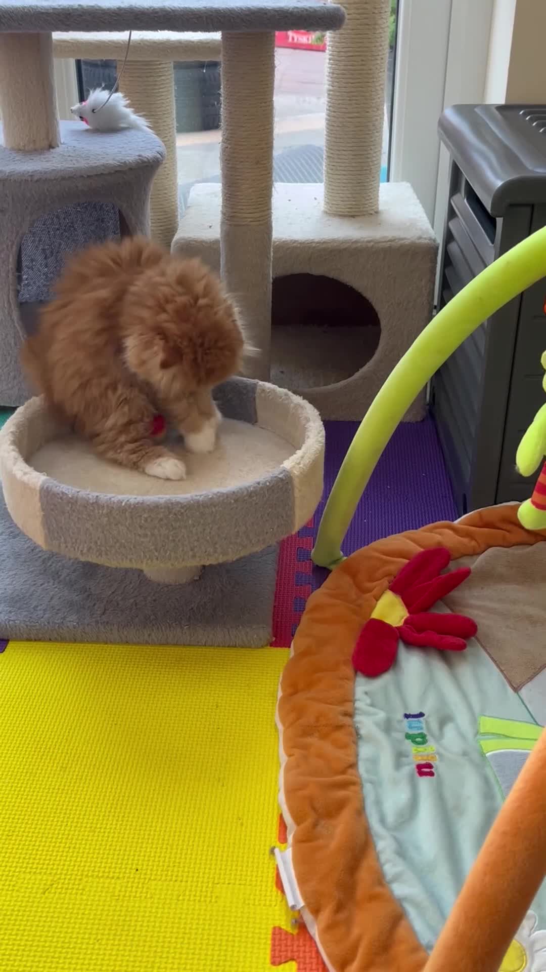 Scottish Fold cats for sale: Scottish Fold TICA registered - Video 4