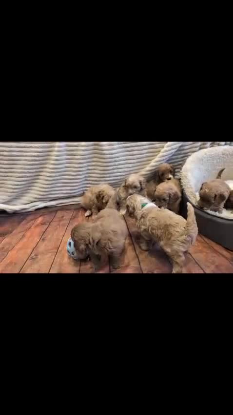 Cavapoo dogs for sale: Beautiful F1b cavapoo puppies health tested - Video 1
