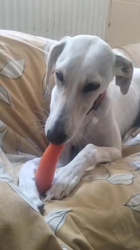 Lurcher dogs for adoption: Pirelli - Video 2