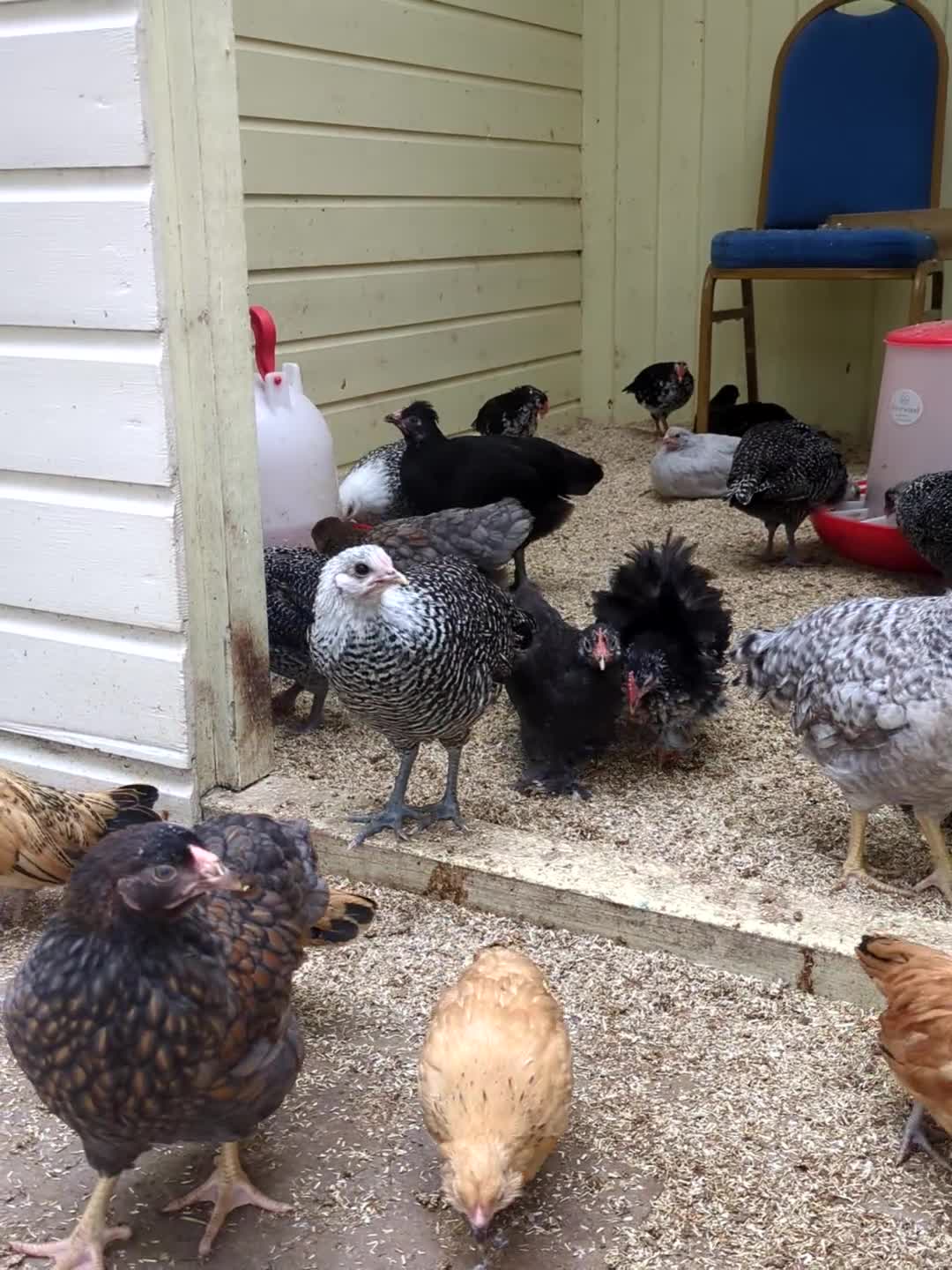 Chickens poultry for sale: Mixed breed mixed sex chickens  - Video 1