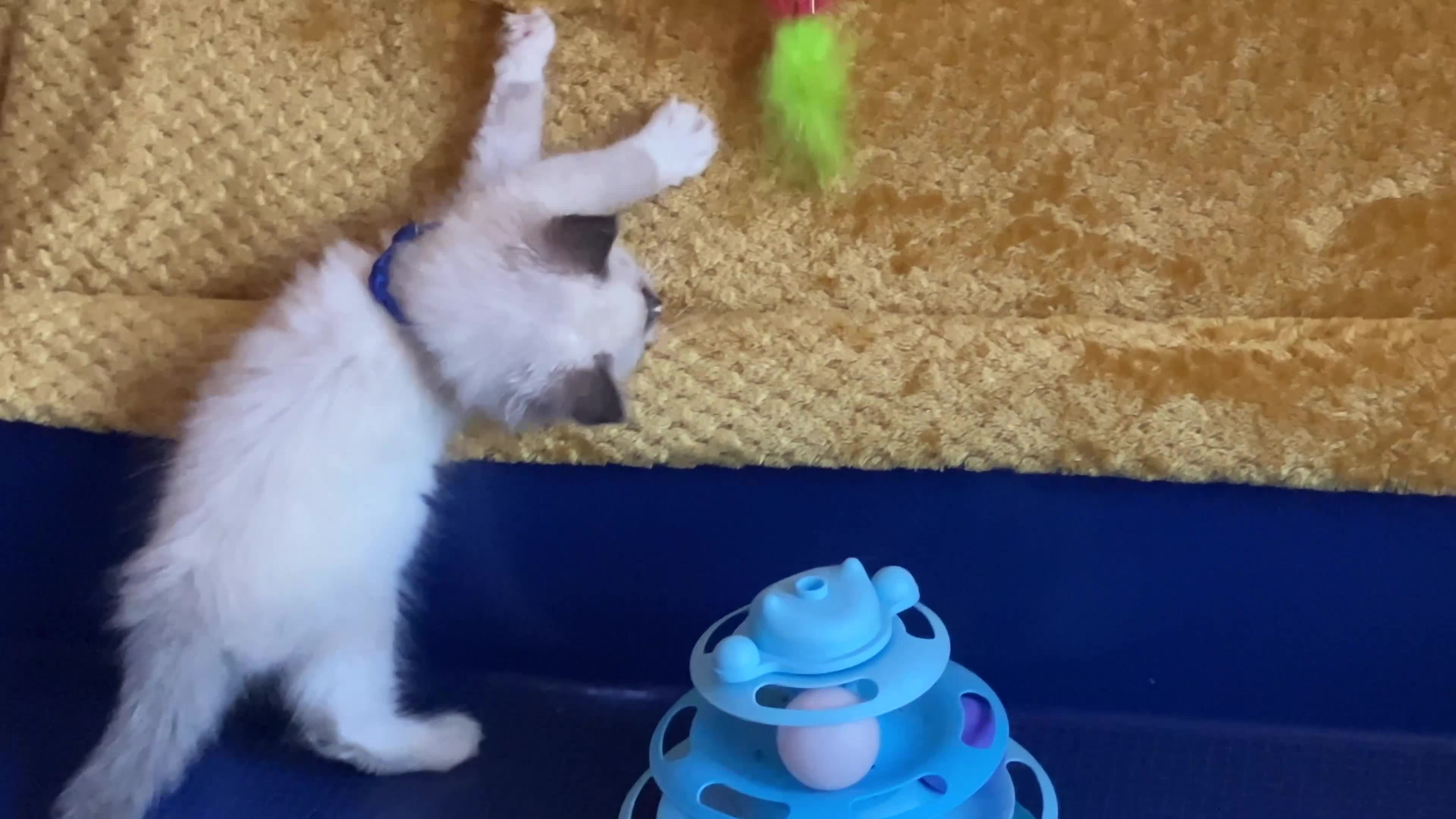 Ragdoll cats for sale: GCCF Сhampion Bloodline Ragdoll 5 GenPedigree 🏆🌟 - Video 1