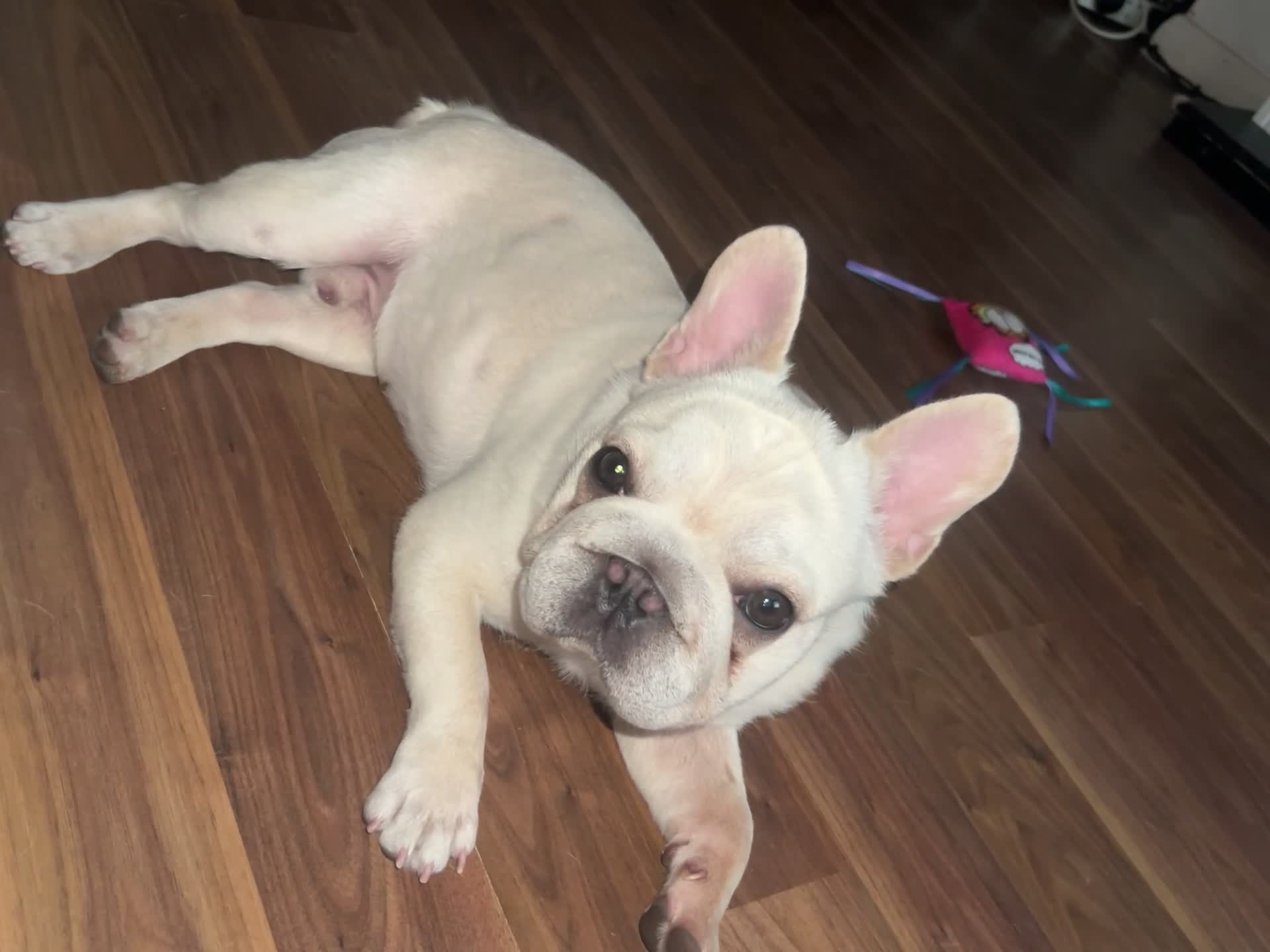 French Bulldog dogs for sale: French Bulldog - Video 1