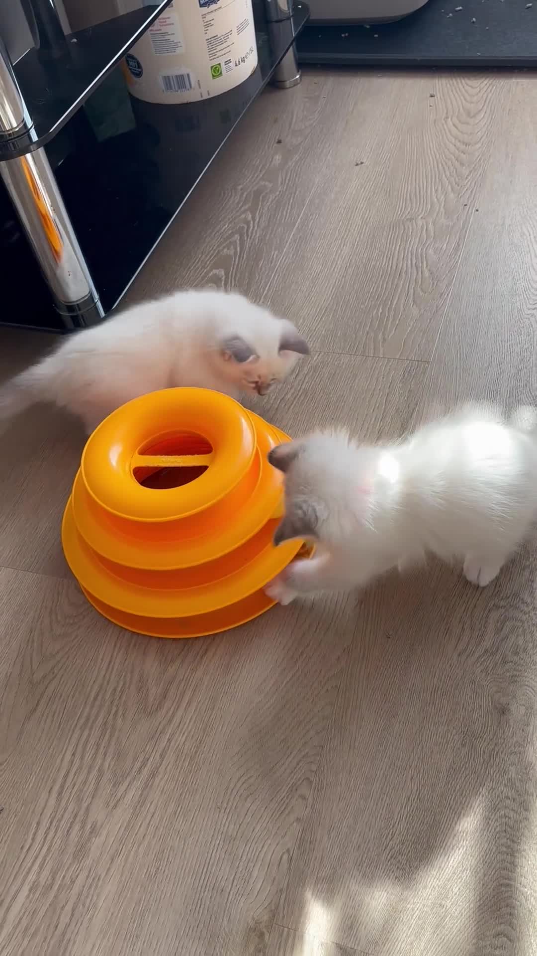 Siberian cats for sale: Beautiful Siberian kittens registered GSSF. - Video 1