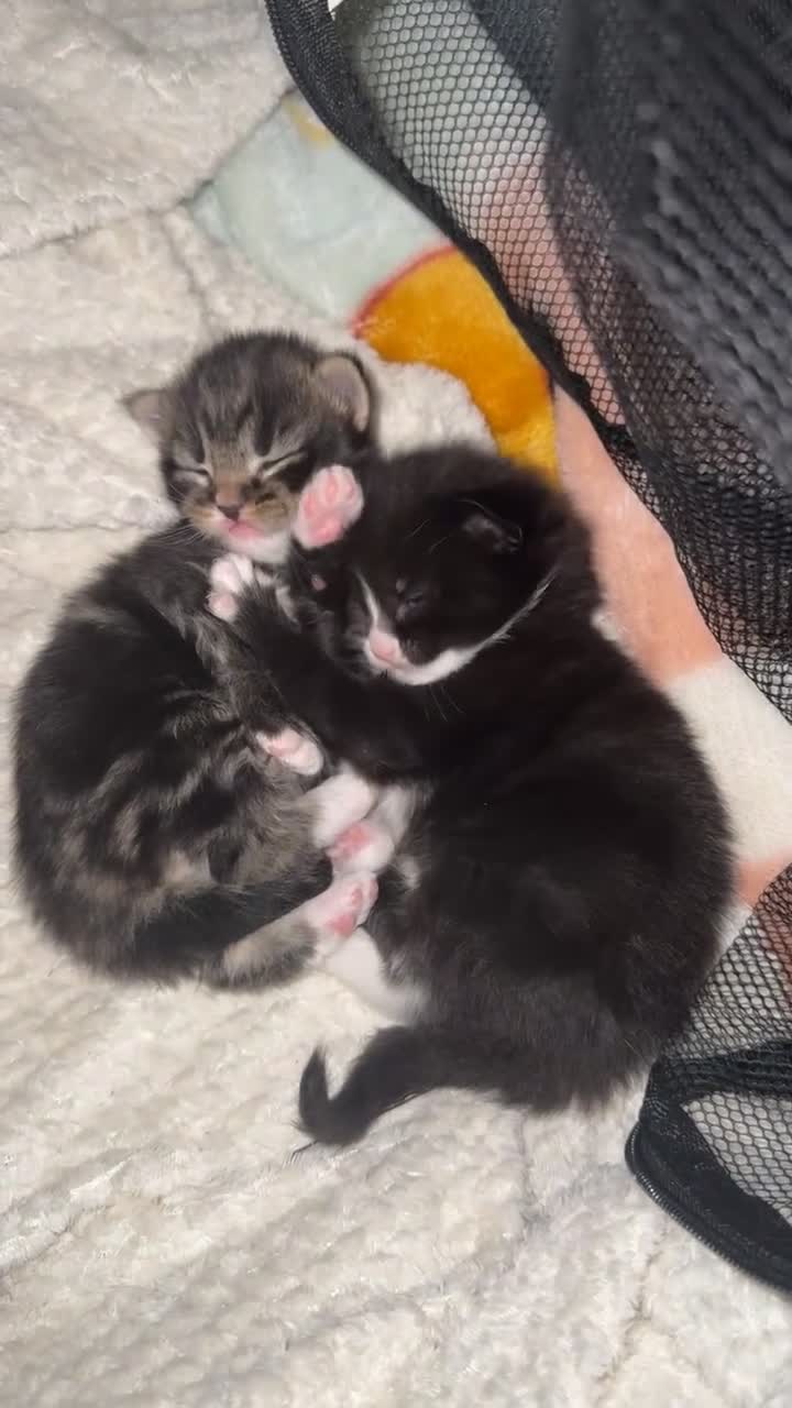 Mixed Breed cats for sale: 3 beautiful kittens  - Video 2