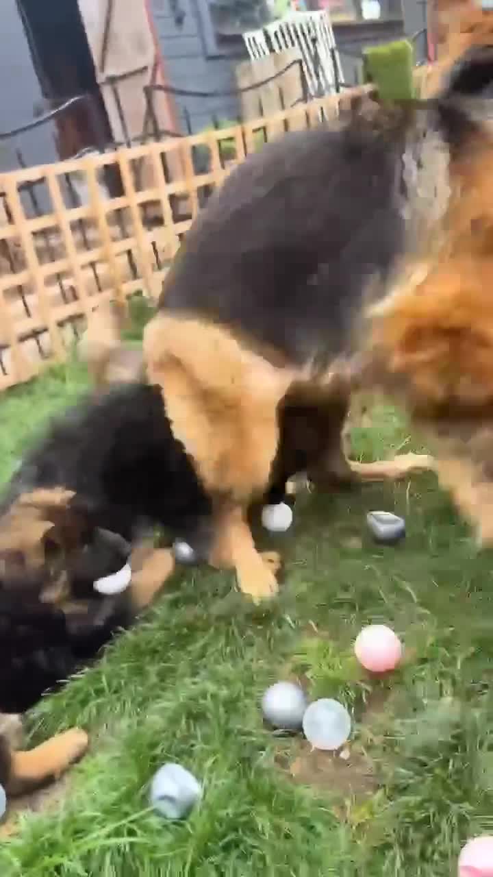 German Shepherd dogs for sale: Top Quality GSD puppies available  - Video 1