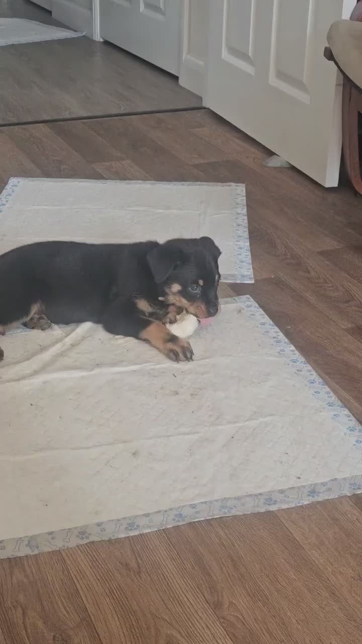 Rottweiler dogs for sale: Rottweiler - Video 3