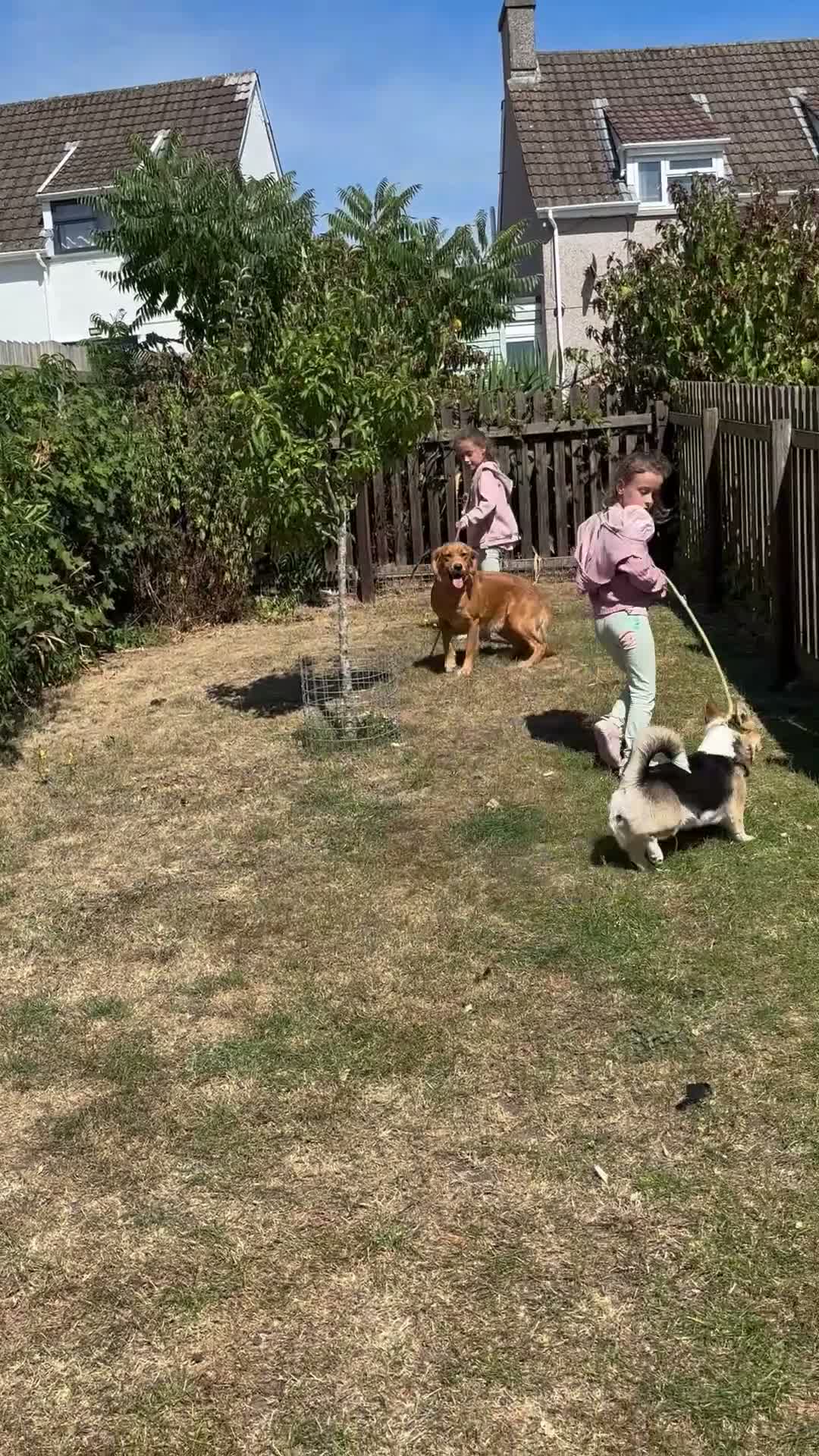 Welsh Corgi Pembroke dogs for sale: Cheddar is a wonderful KG Reg lady - Video 2