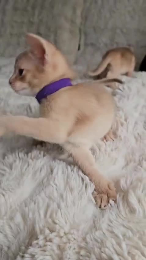 Abyssinian cats for sale: Abyssinian  - Video 1
