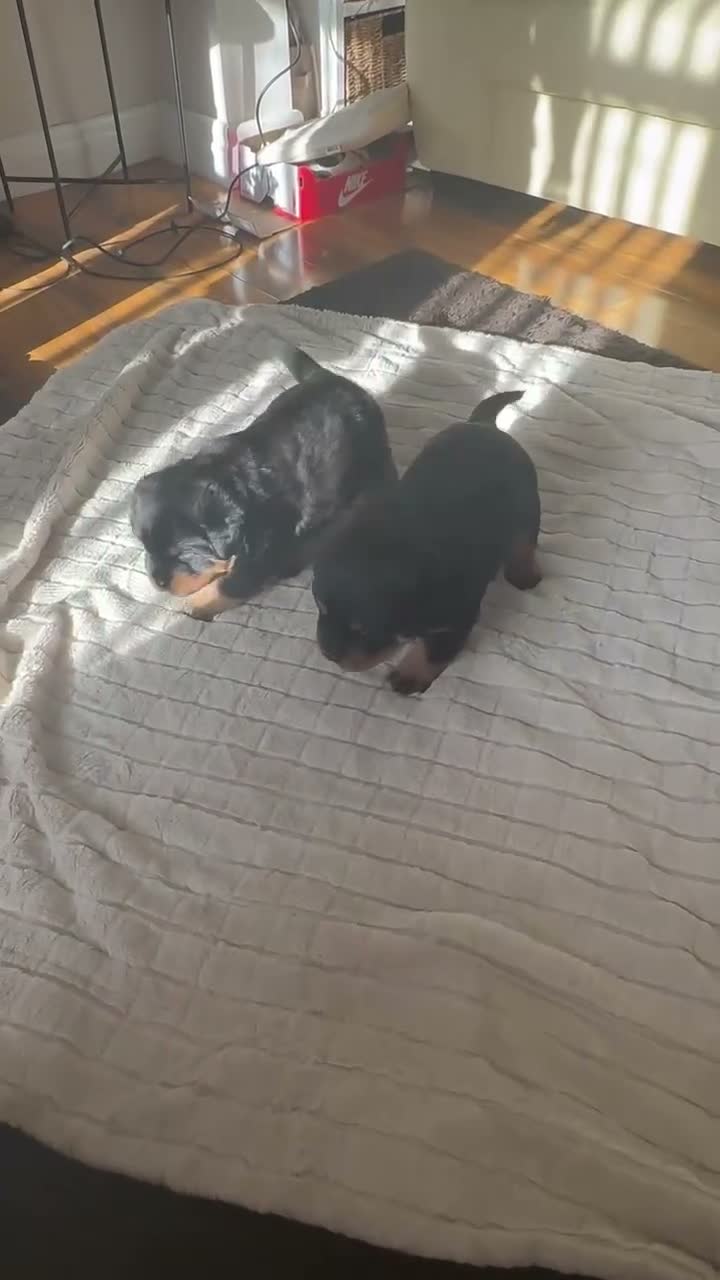 Rottweiler dogs for sale: Rottweiler Puppies  - Video 1
