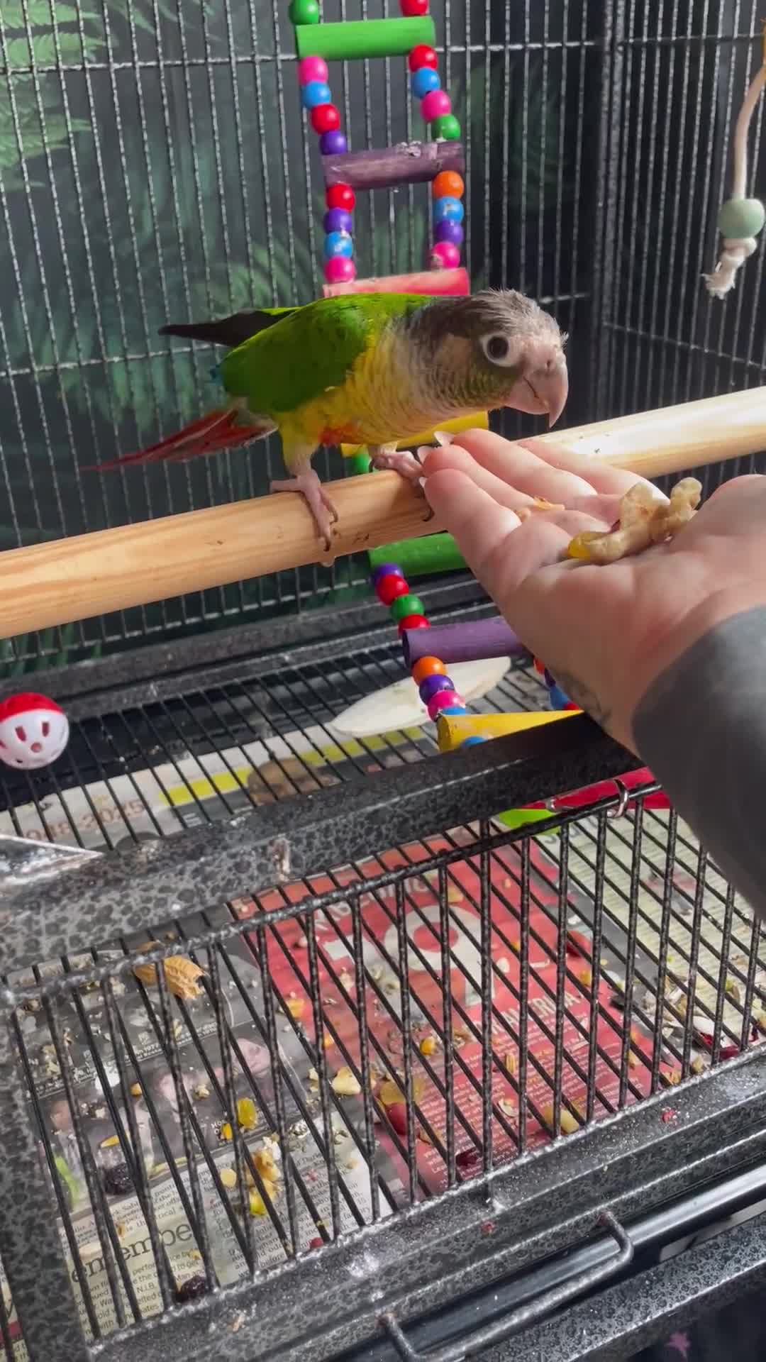Conures birds for sale: Green cheeked conure - Video 1