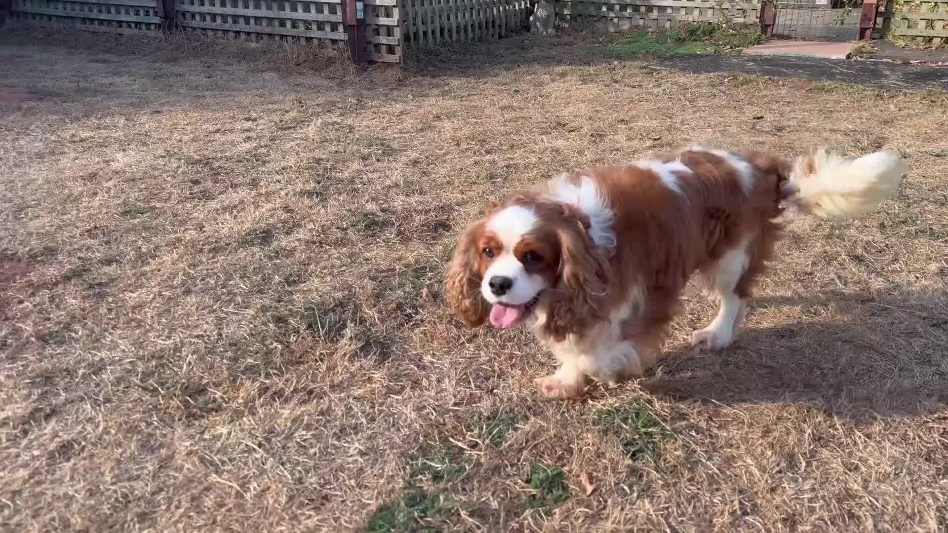 Cavalier King Charles Spaniel dogs for sale: 3 year old proven KC registered Cavalier stud dog - Video 1