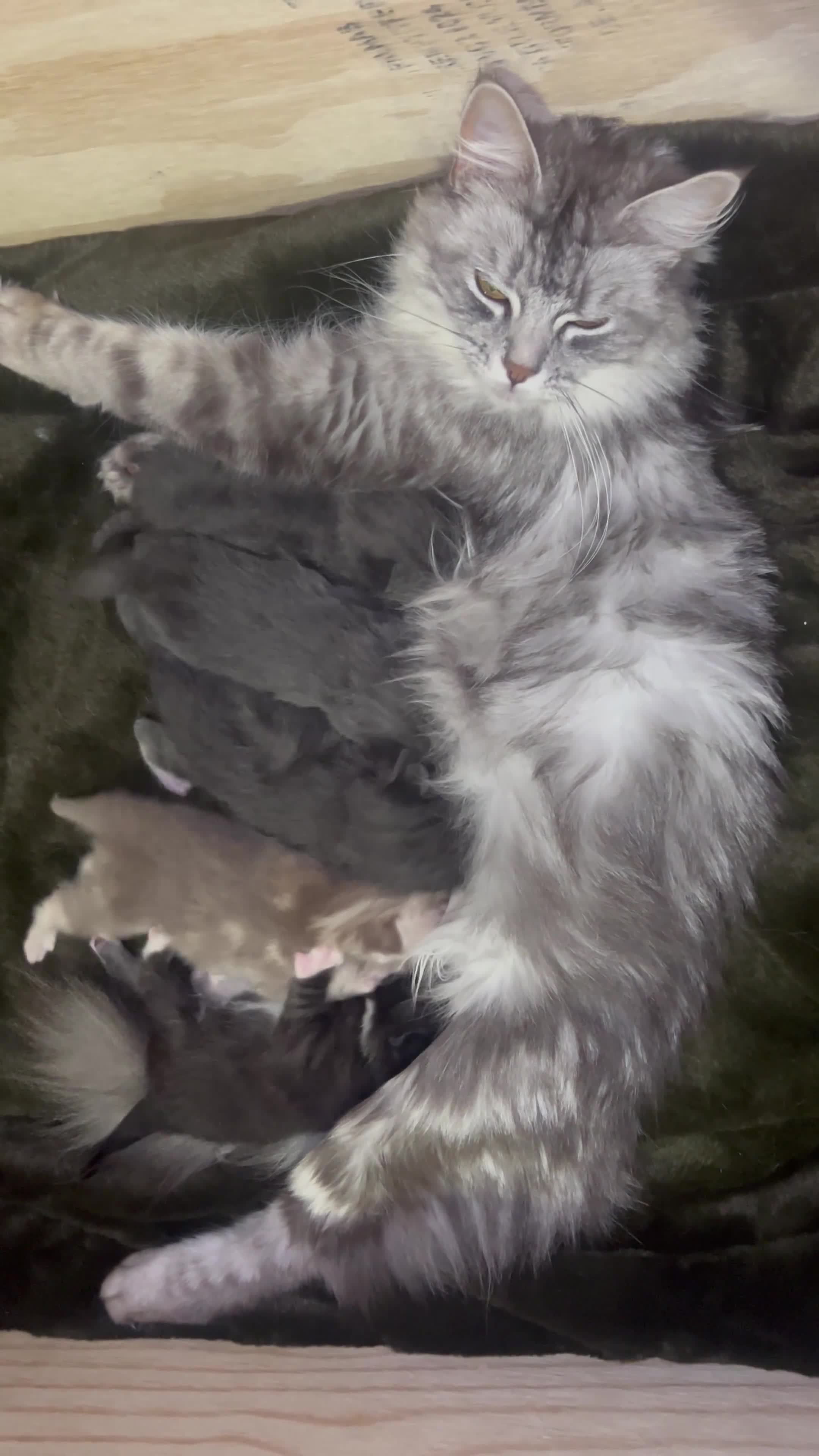 Norwegian Forest Cat cats for sale: BLACK&SILVER NORWEGIAN BOY LEFT  - Video 1