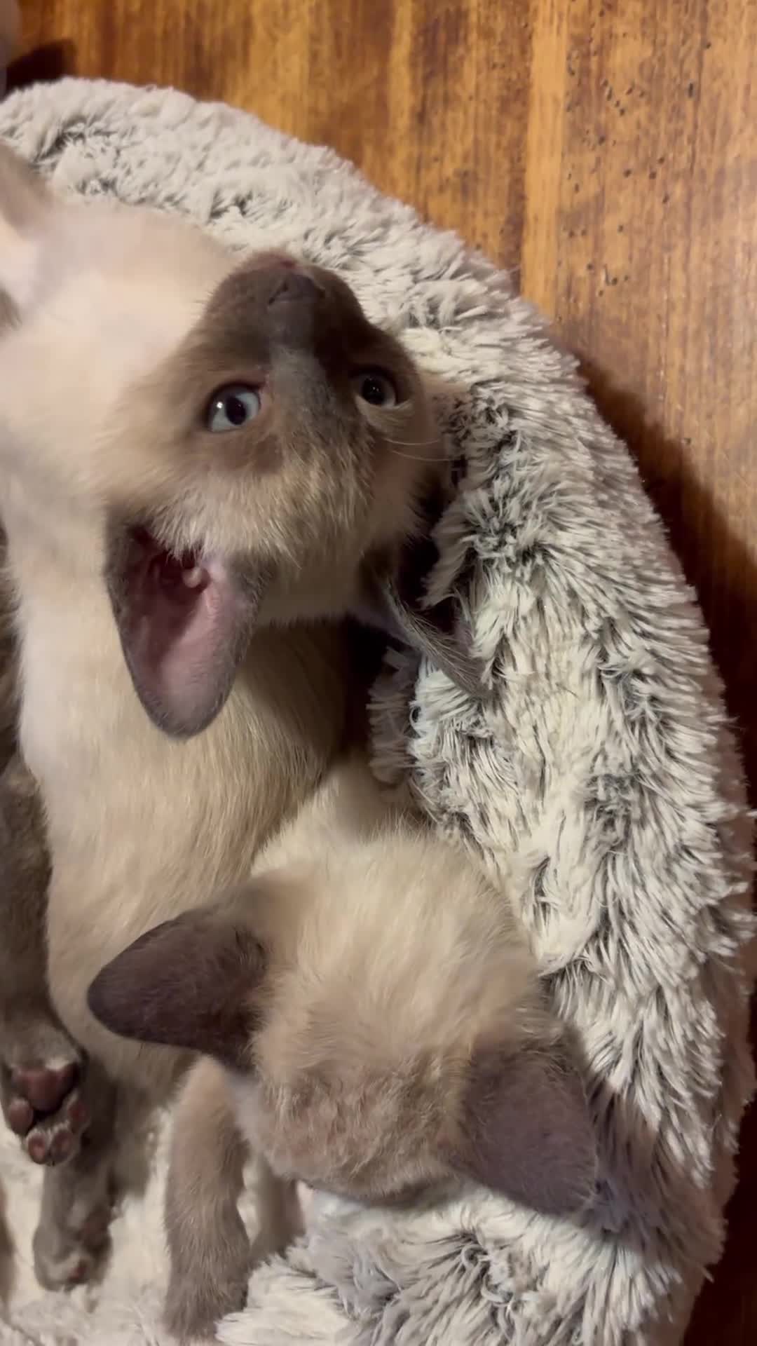 Tonkinese cats for sale: Superb Tonkdoll kittens - Video 1