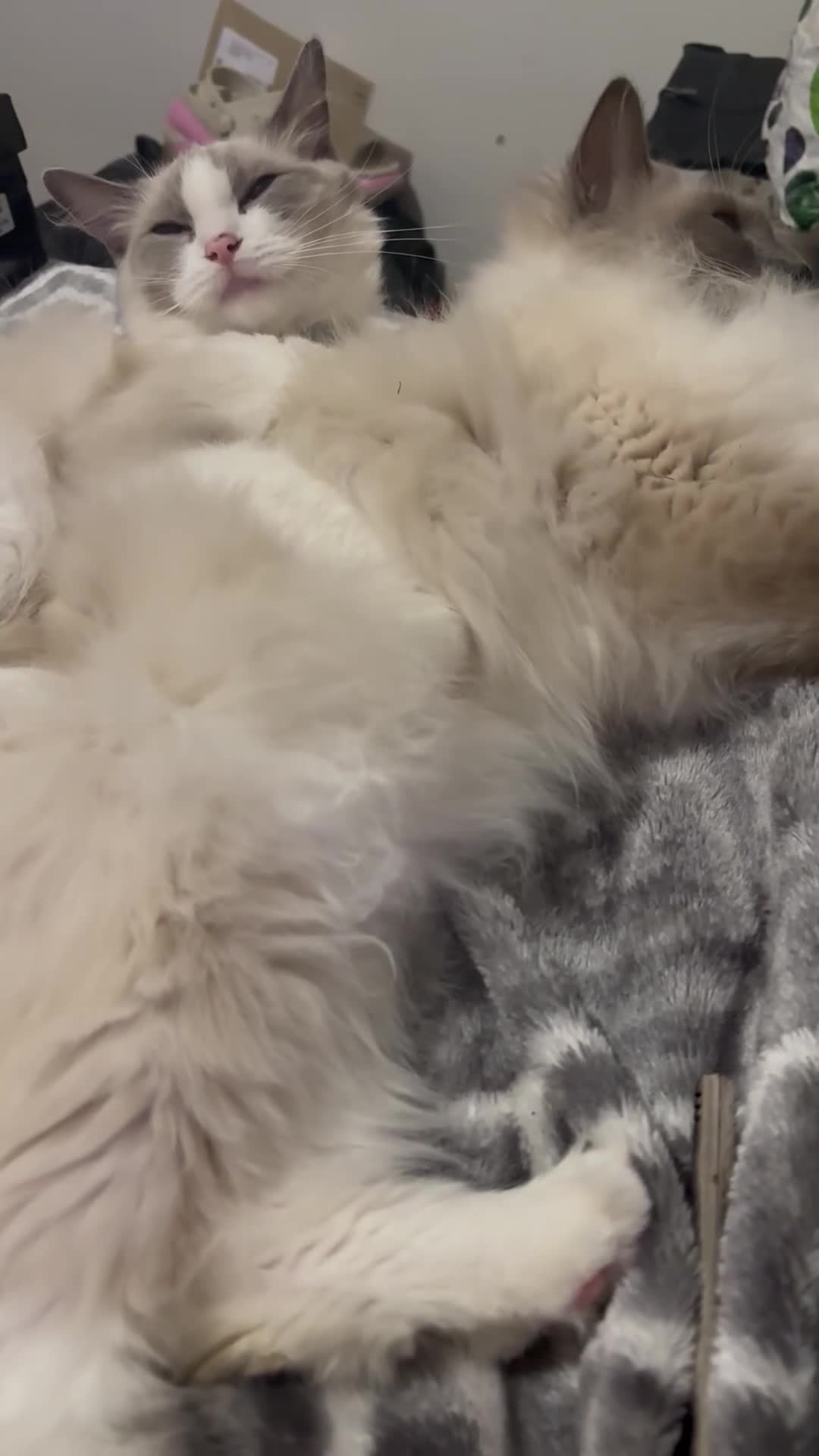 Ragdoll cats for sale: Cleo the ragdoll  - Video 1