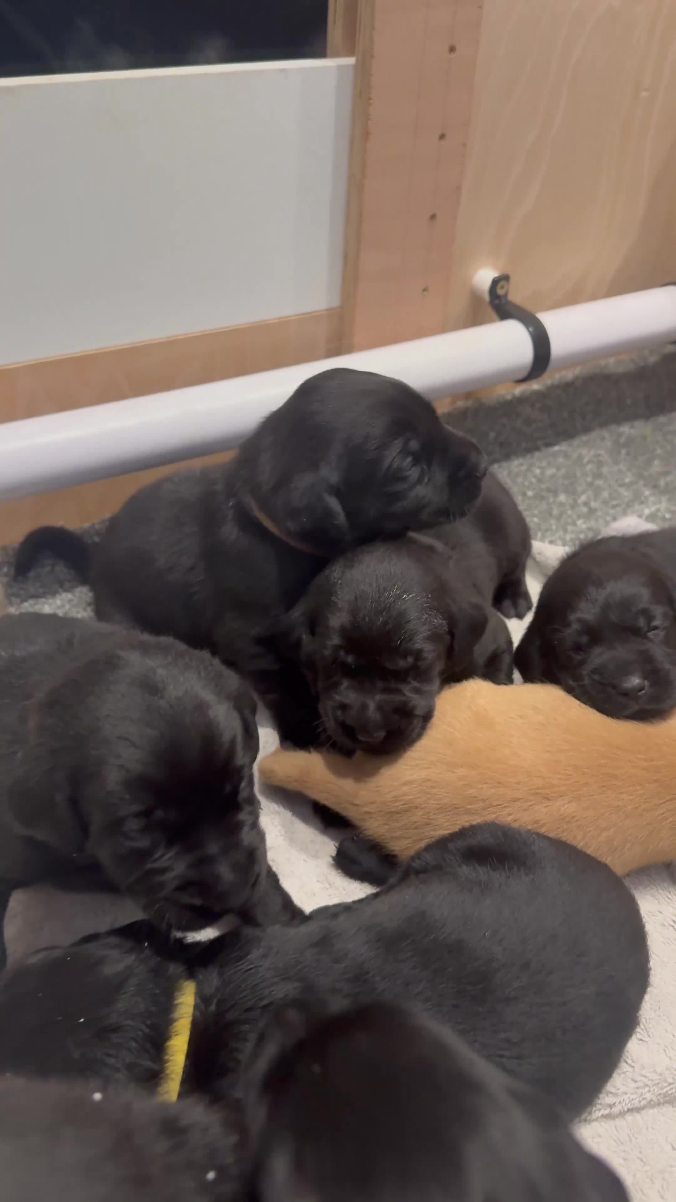 Labrador Retriever dogs for sale: Stunning Well Breed Black/Fox Red Puppies For Sale - Video 2