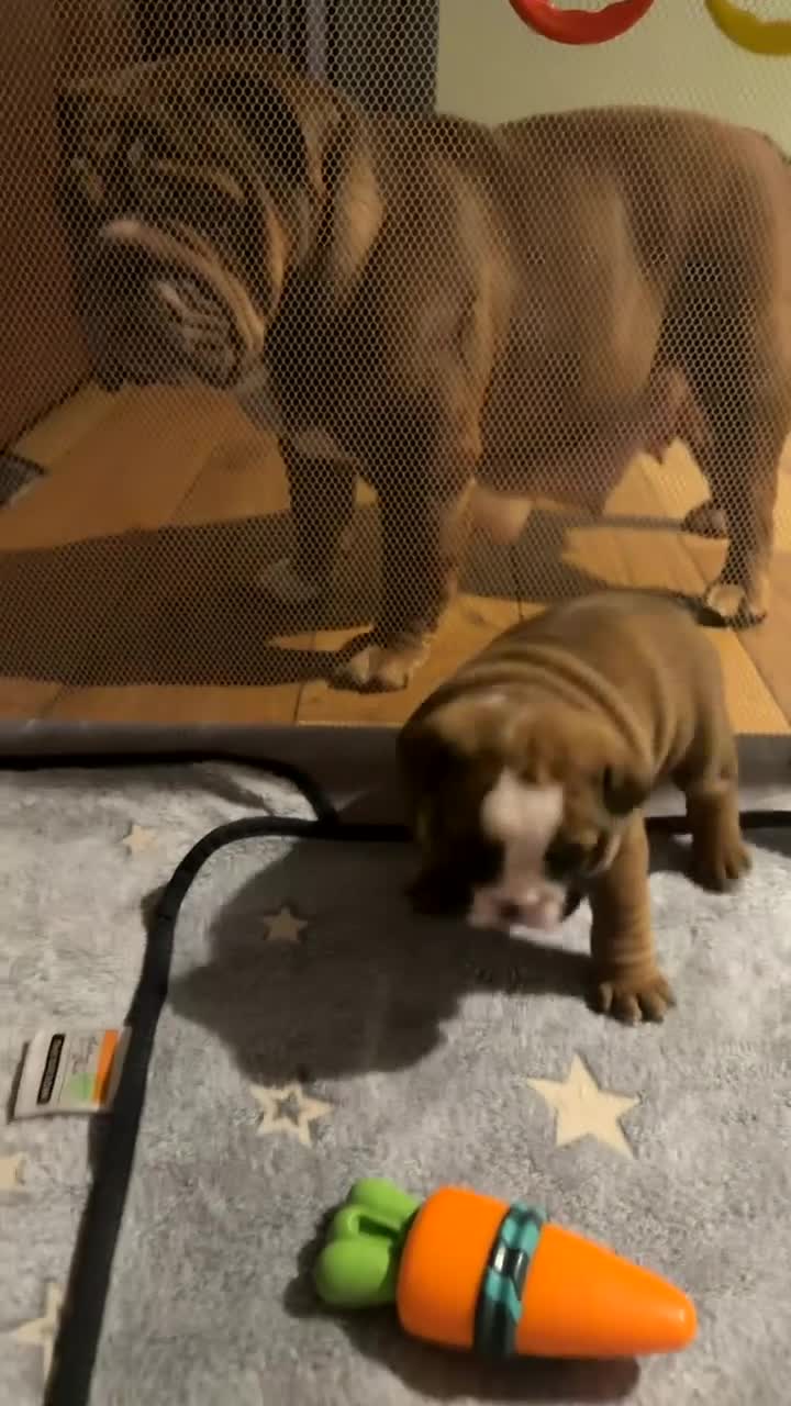 English Bulldog dogs for sale: 🌸❤️ TOP BLOOD LINE ENGLISH BULLDOGS RED AND WHITE - Video 3