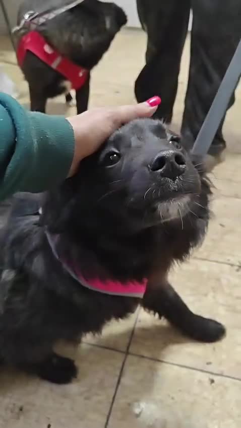 Mixed Breed dogs for adoption: ❤️🐶 YUKI & FIFI – TWO HEARTS, ONE LITTLE TEAM in Burton-on-Trent - Video 1