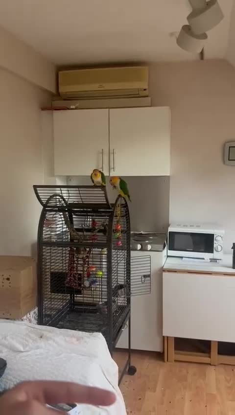 Parrots birds for sale: Bonded Pair of Handtamed DNA Sexed Caiques - Video 4