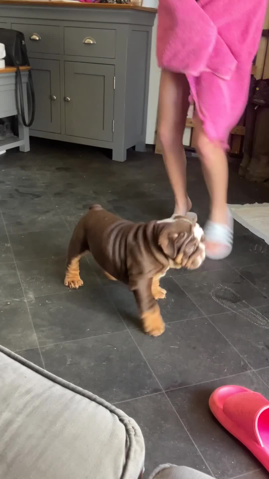 English Bulldog dogs for sale: KC Reg British Bulldog  - Video 1