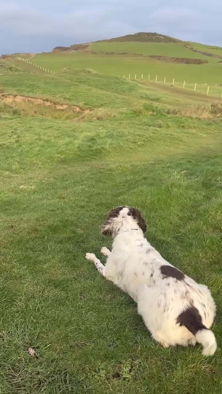 Mixed Breed dogs for adoption: Lemmy is a typical Springer spaniel 5 years old - Video 1