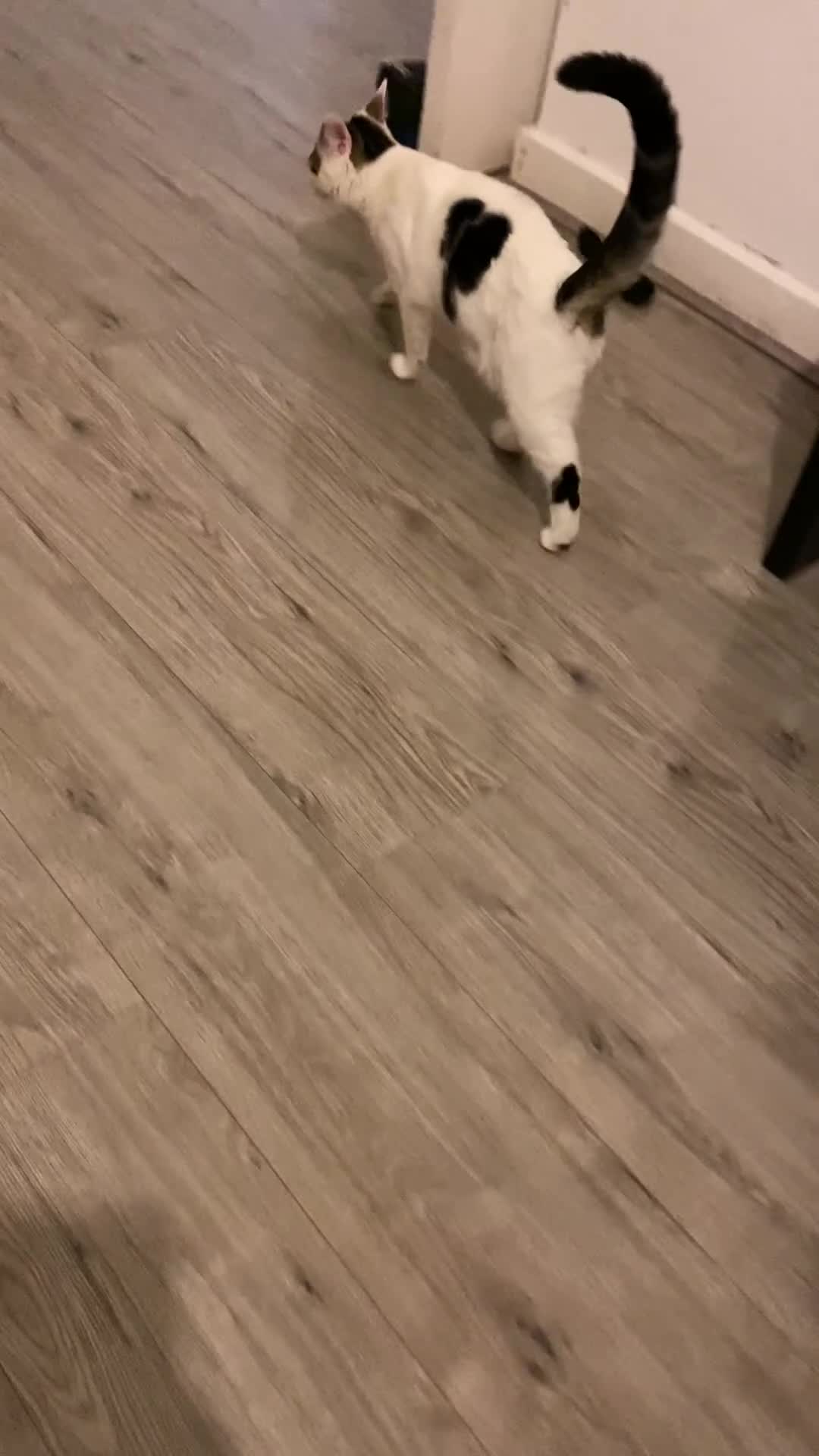 Mixed Breed cats for sale: Beautiful cat half breed (female) - Video 4