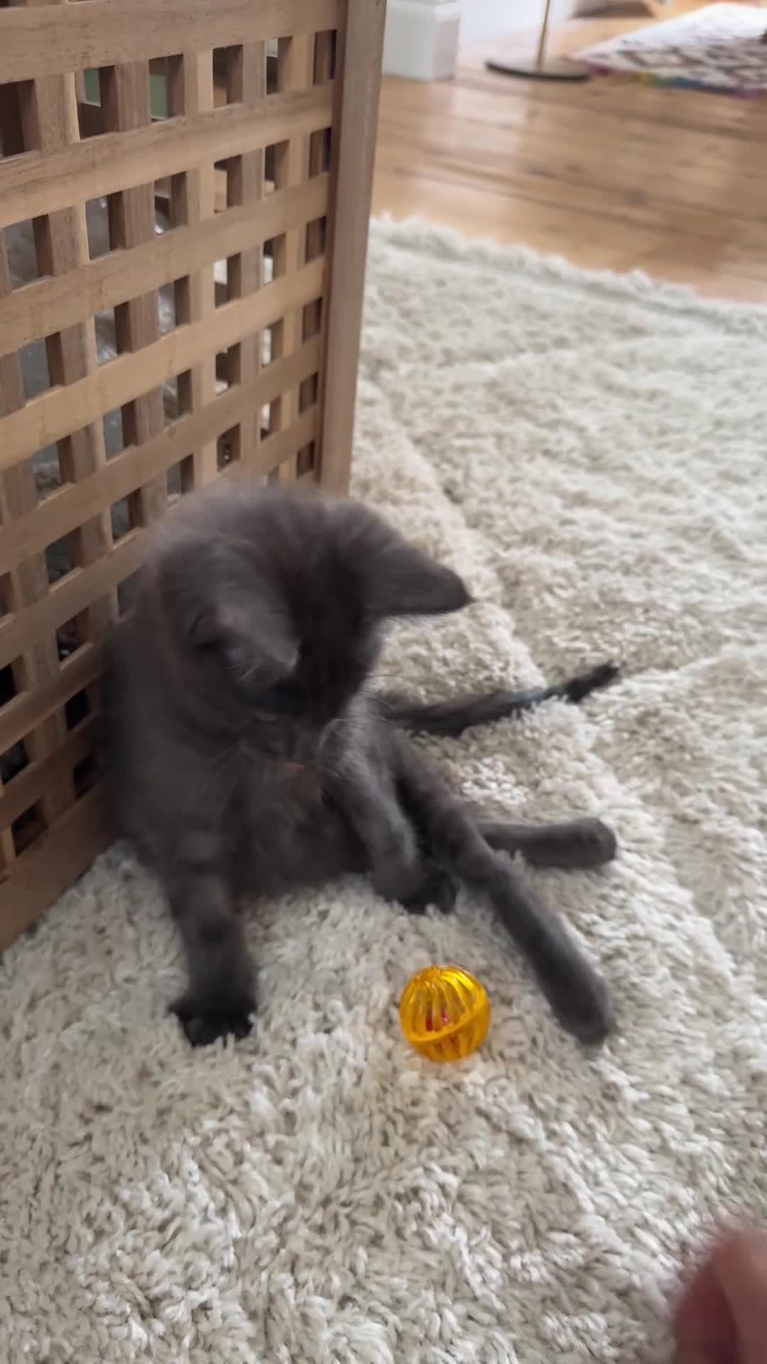 Mixed Breed cats for sale: 🐾 Amil – Rescue Cat (He Needs Special Care) 🐾 - Video 1