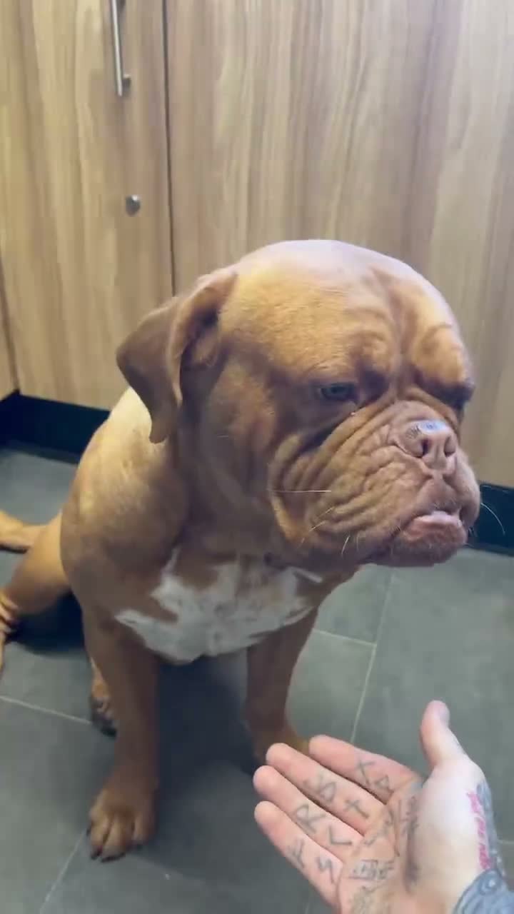 Dogue De Bordeaux dogs for sale: Dogue de Bordeux Girl  - Video 1