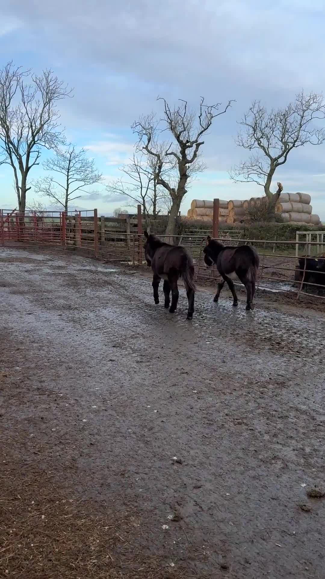 Donkey livestock for sale: Two donkey brothers!  - Video 1