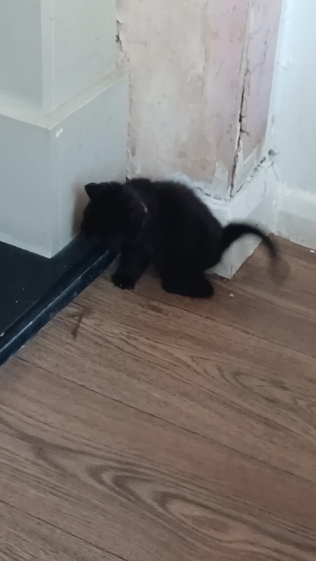 Mixed Breed cats for sale: All kittens are very playfully and very cute in Wakefield - Video 1