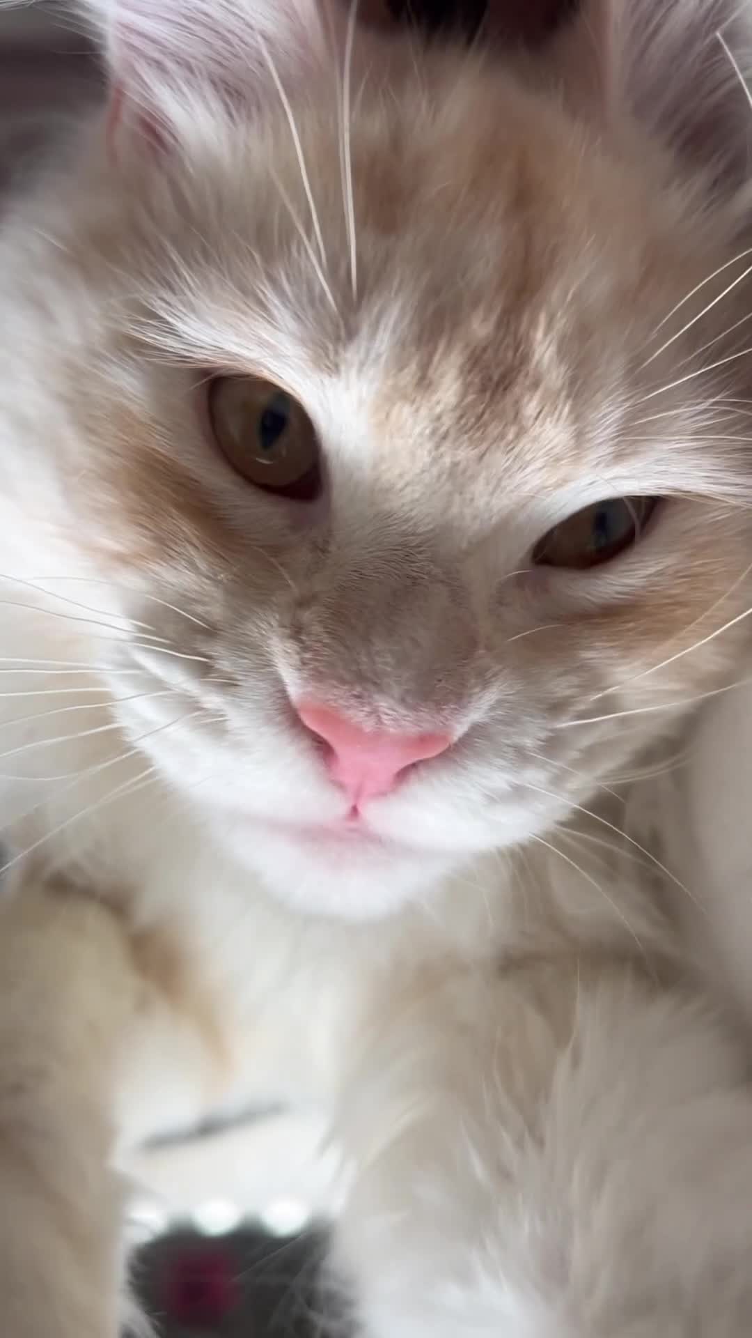 Maine Coon cats for sale: Cat for re home  - Video 1