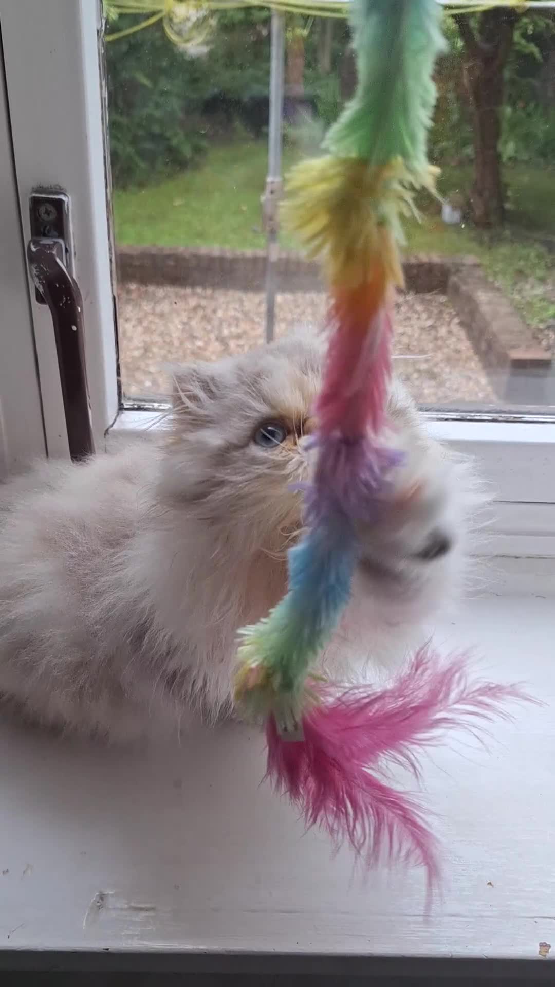 Persian cats for sale: Lovely Persian kitten  - Video 1