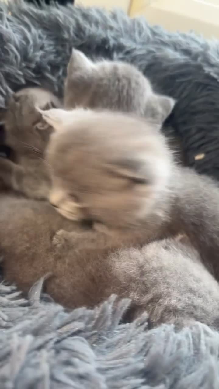 British Shorthair cats for sale: 5 remarkable British shorthairs  - Video 4