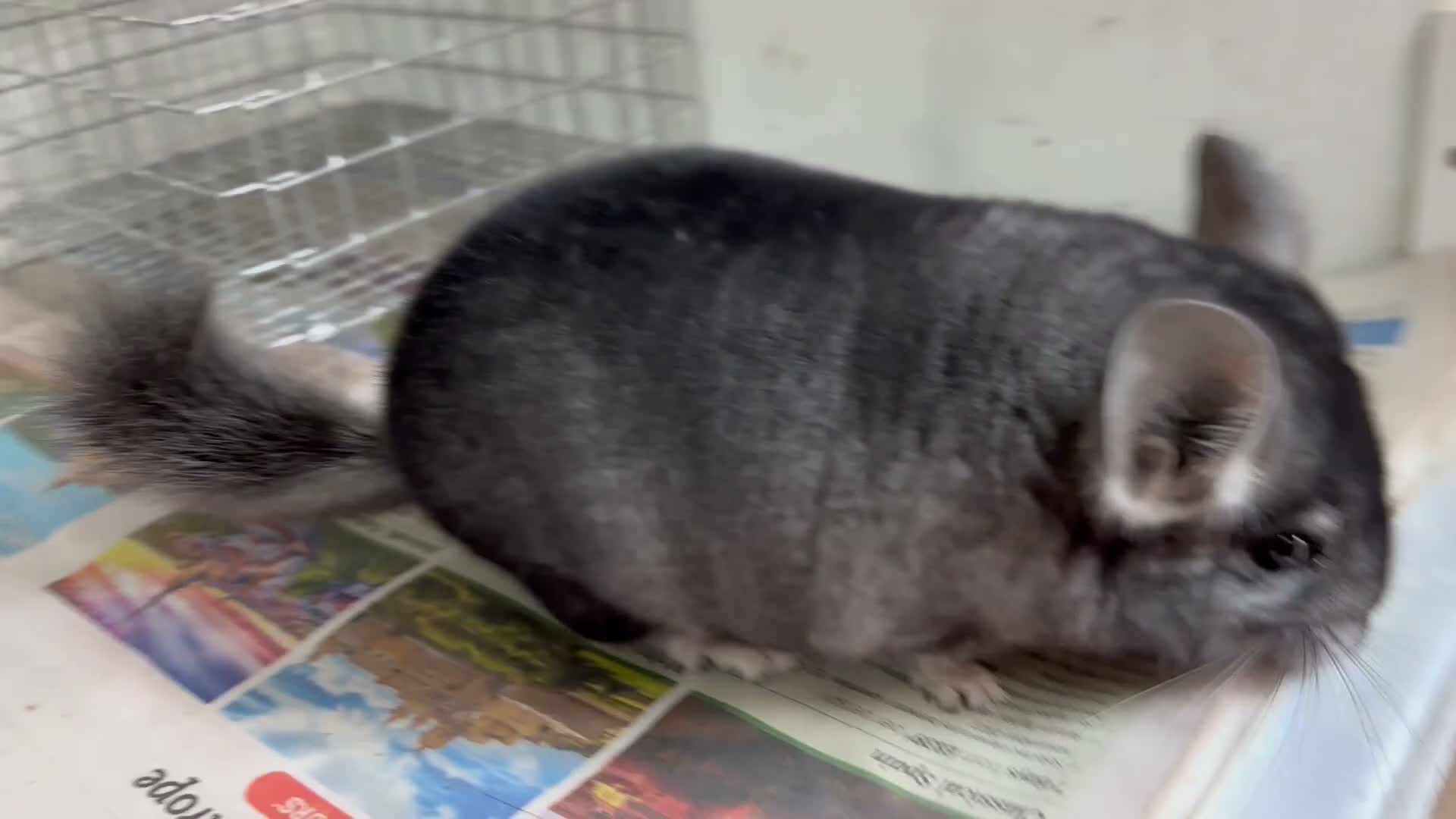 Chinchilla rodents for sale: Bobby, lovely Standard boy - Video 1