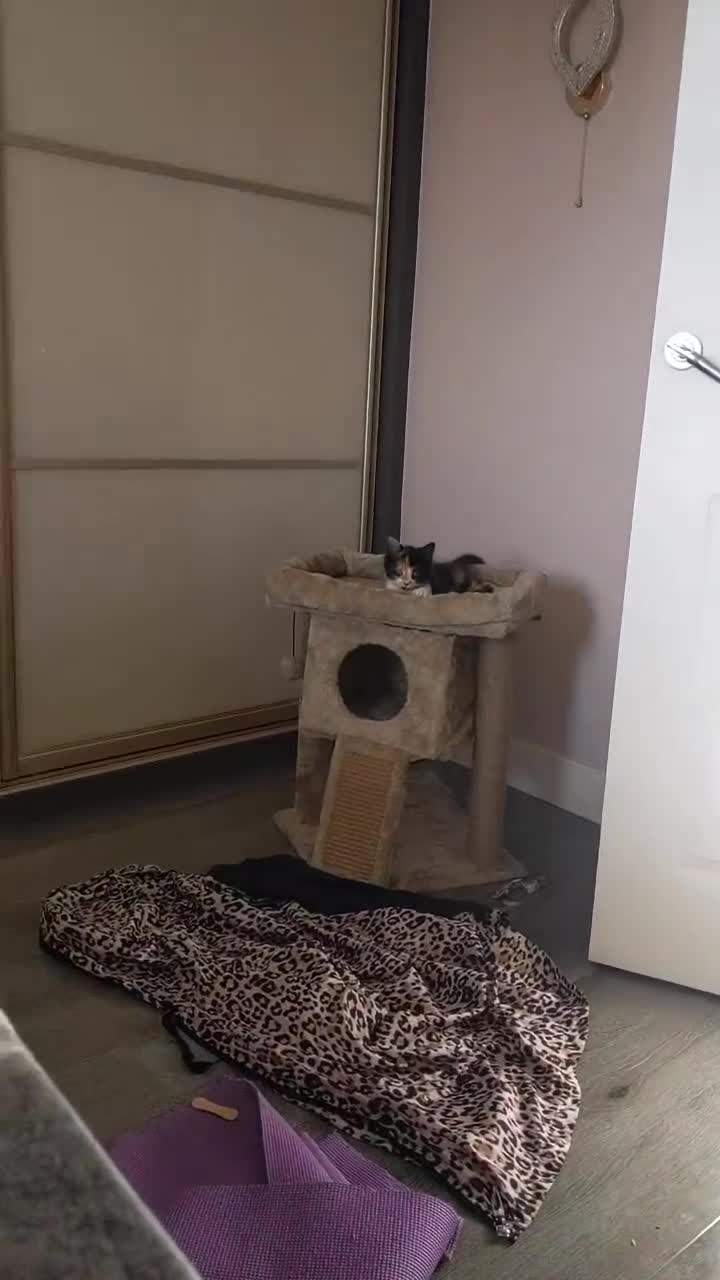 Mixed Breed cats for sale: Mimi beautiful timid kitten  in Leicester - Video 2