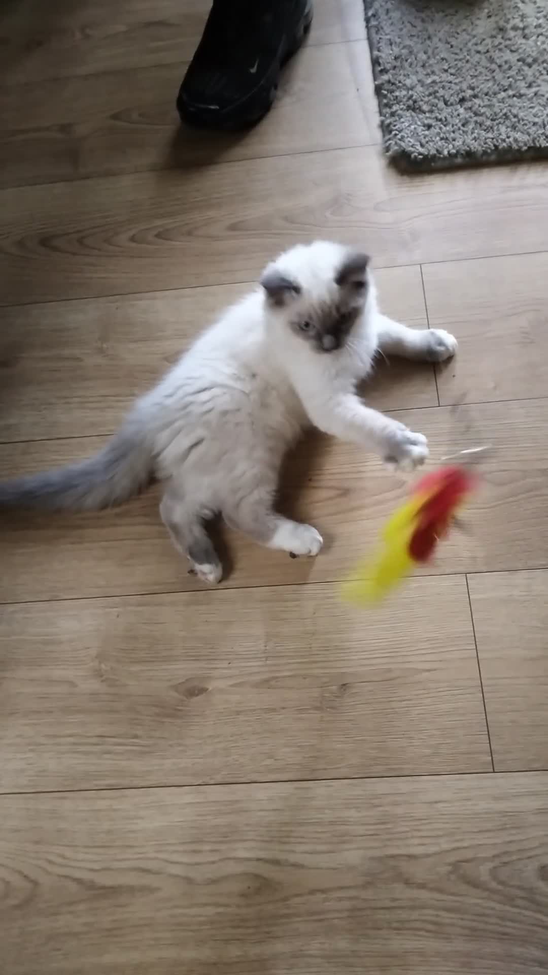 Siberian cats for sale: Beautiful pure Ragdoll  - Video 2